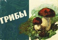 Грибы