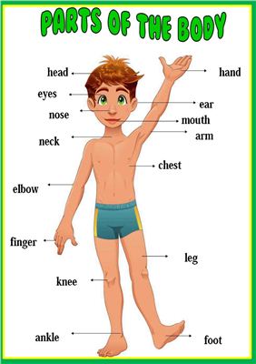 Плакат для занятия по теме Body