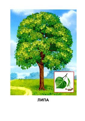 Обучающие карточки: Деревья
