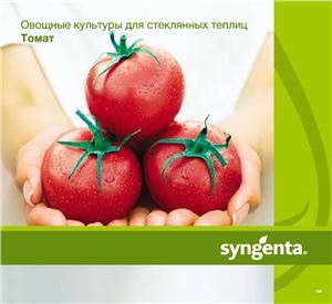 Томаты компании Сингента для стеклянных теплиц