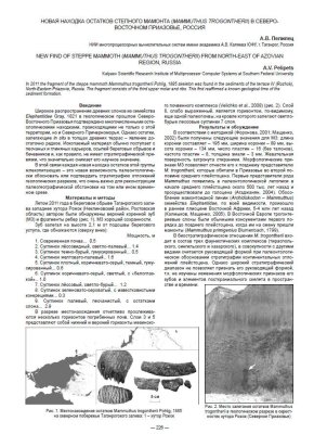 Новая находка остатков степного мамонта (Mammuthus trogontherii) в Северо-Восточном Приазовье, Россия
