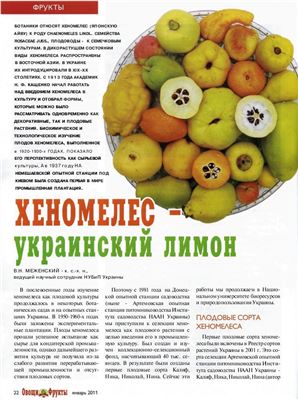 Хеномелес - украинский лимон