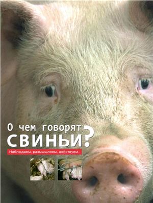 О чем говорят свиньи?