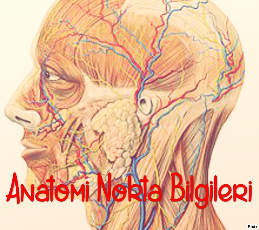Anatomi Nokta Bilgileri
