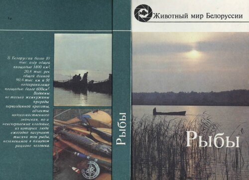 Рыбы: Популарный энциклклопедический справочник