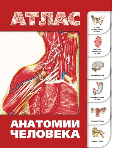 Атлас анатомии человека [Электронный ресурс]