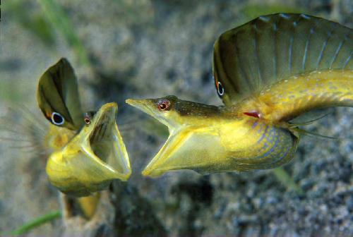 Underwater Photography (April/May 2004)