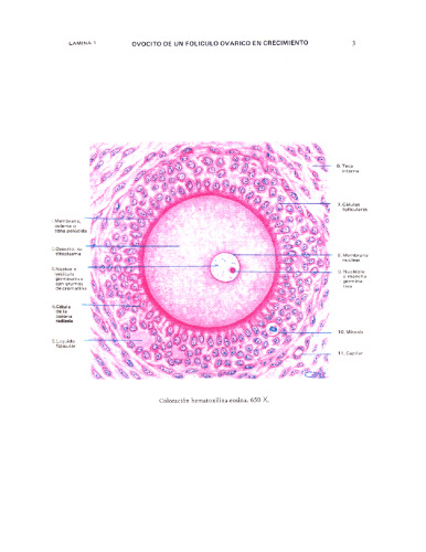 Di Fiore - Histologia - Texto e Atlas