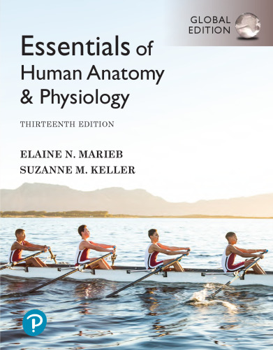 Essentials of Human Anatomy and Physiology [RENTAL EDITON]