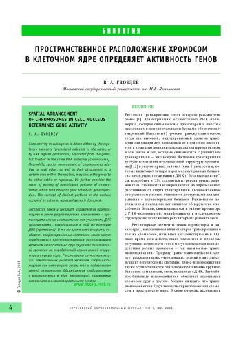 Пространственное расположение хромосом в клеточном ядре определяет активность генов
