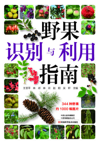 野果识别与利用指南