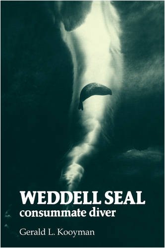Weddell Seal: Consummate Diver