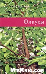Фикусы