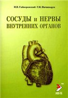 Сосуды и нервы внутренних органов