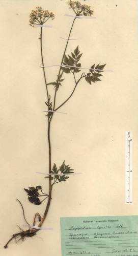 Зонтичные (Umbelliferae) России (Иллюстрации)